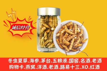 乌鲁木齐头屯河名酒回收散虫草.jpg